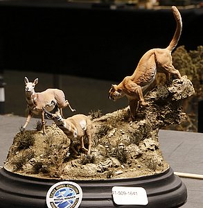 _nMG_8585.JPG